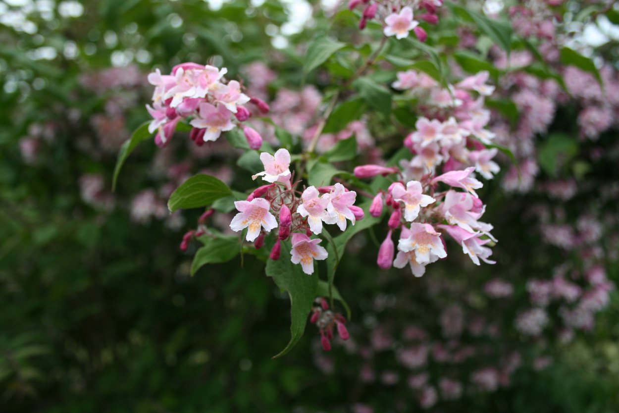 Куст Буш цветет розовым