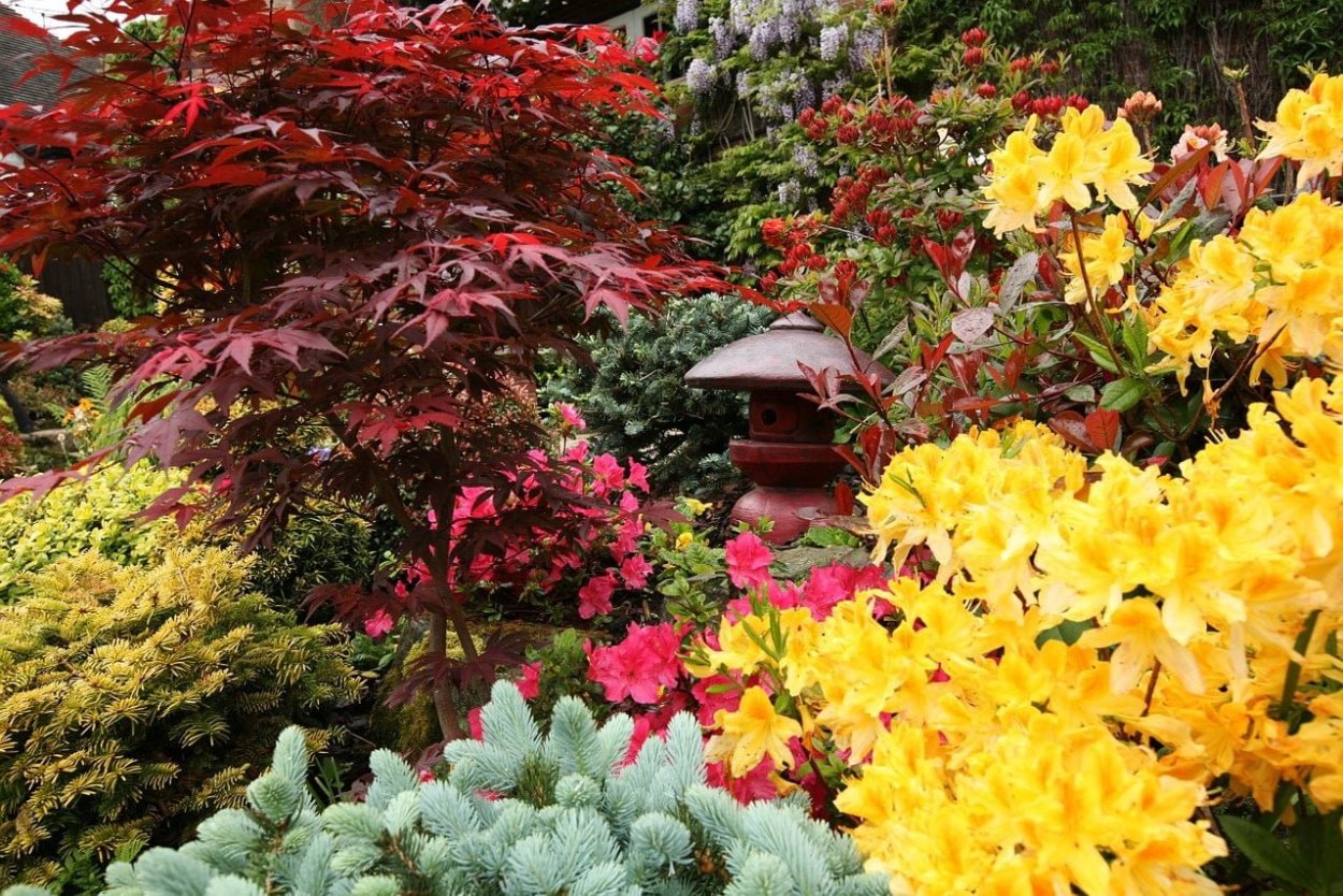 Японский клен в саду