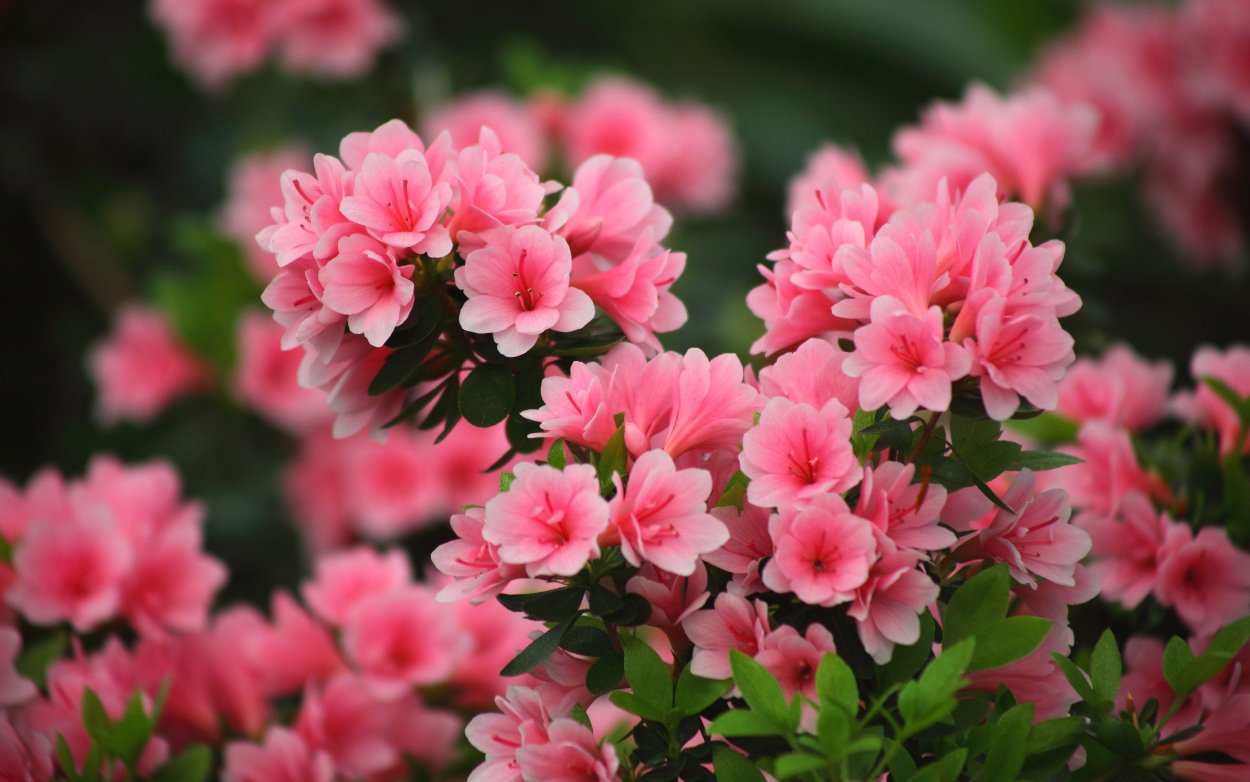 Азалия розовая