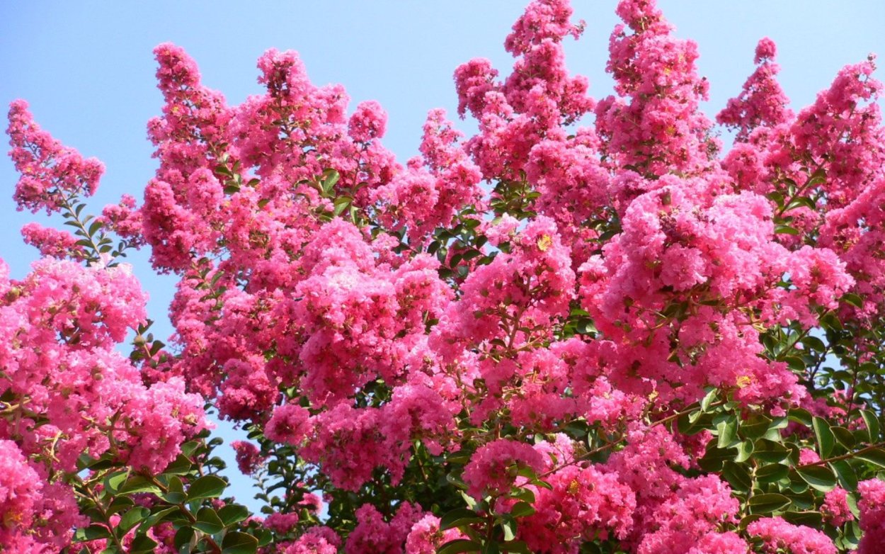 Лагерстремия индийская куст