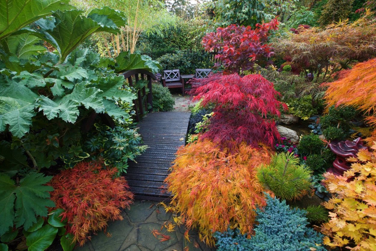 Осенние декоративные растения