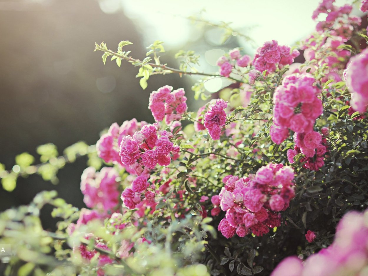 Роза куст Натали