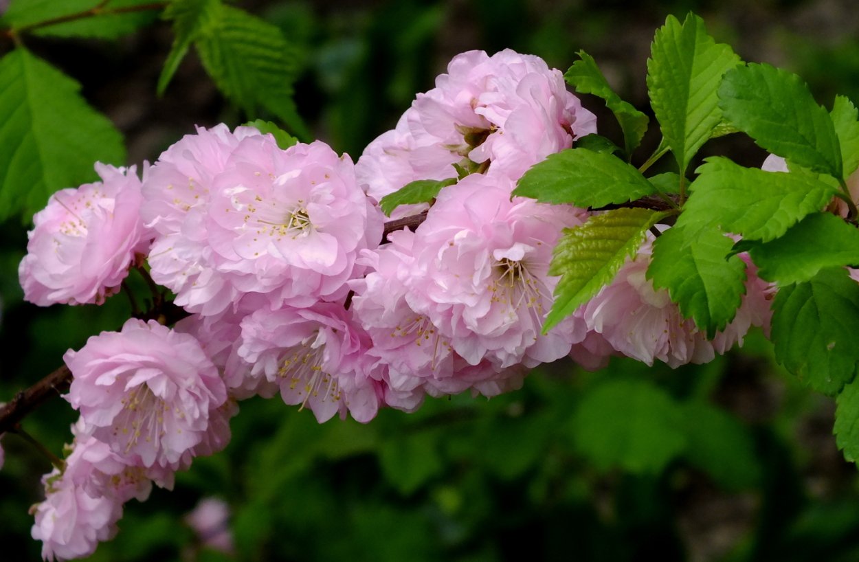 Миндаль луизеания махровый