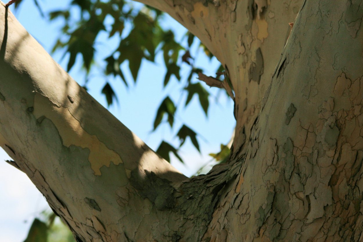 Ствол клена