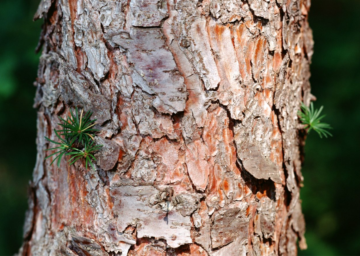 Лиственница обыкновенная кора