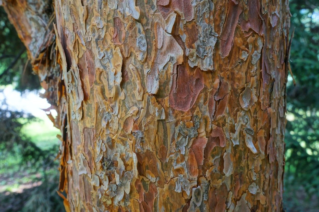 Сосна с чешуйчатой корой