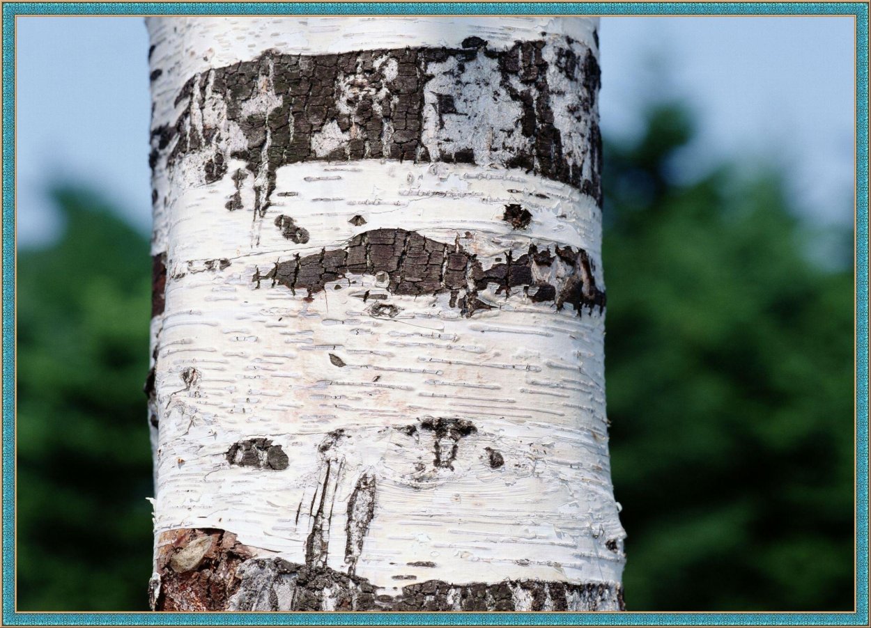 Березовый ствол