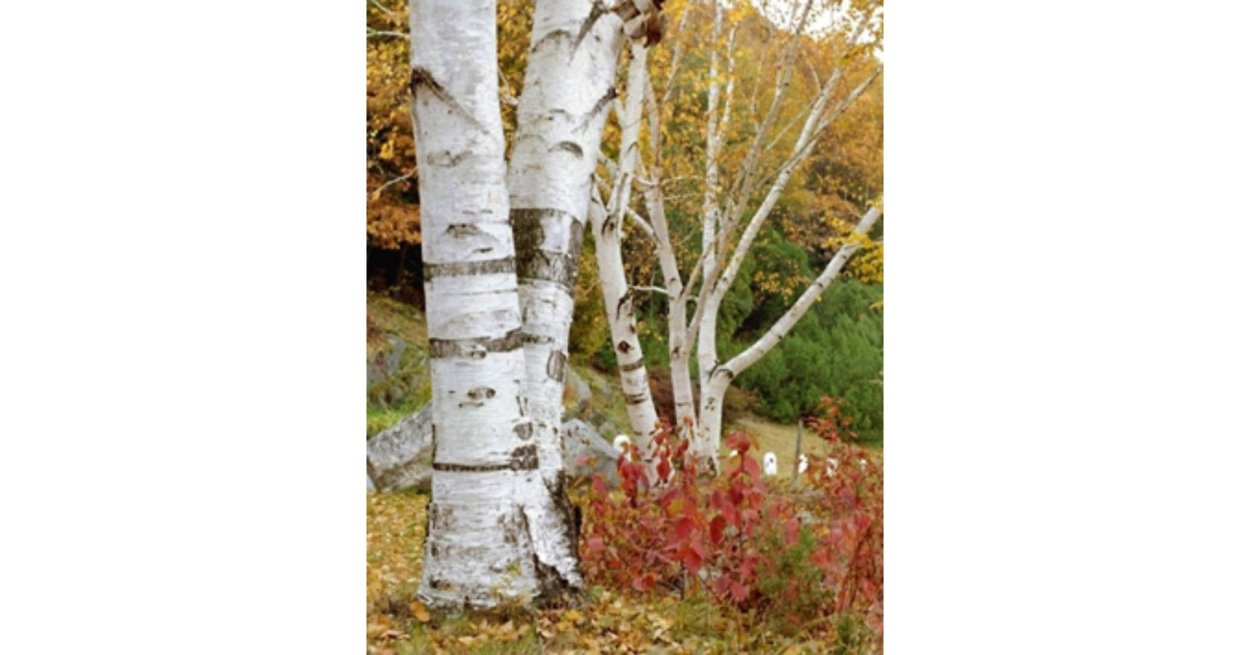 Betula papyrifera