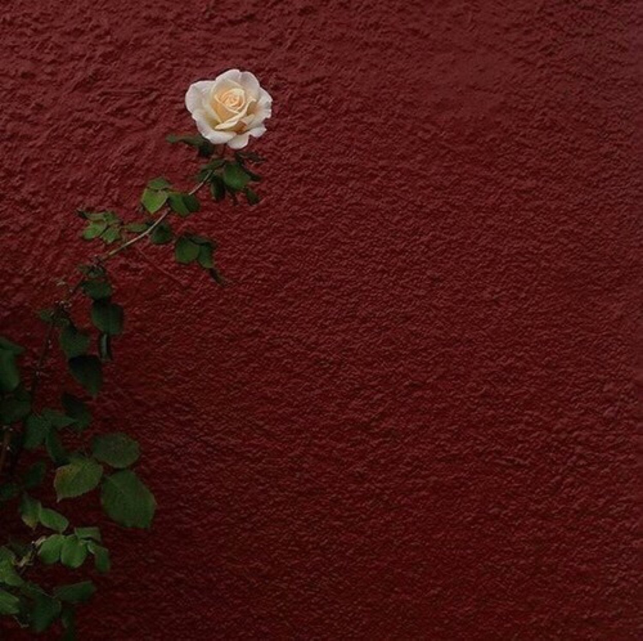 Эстетика бордового