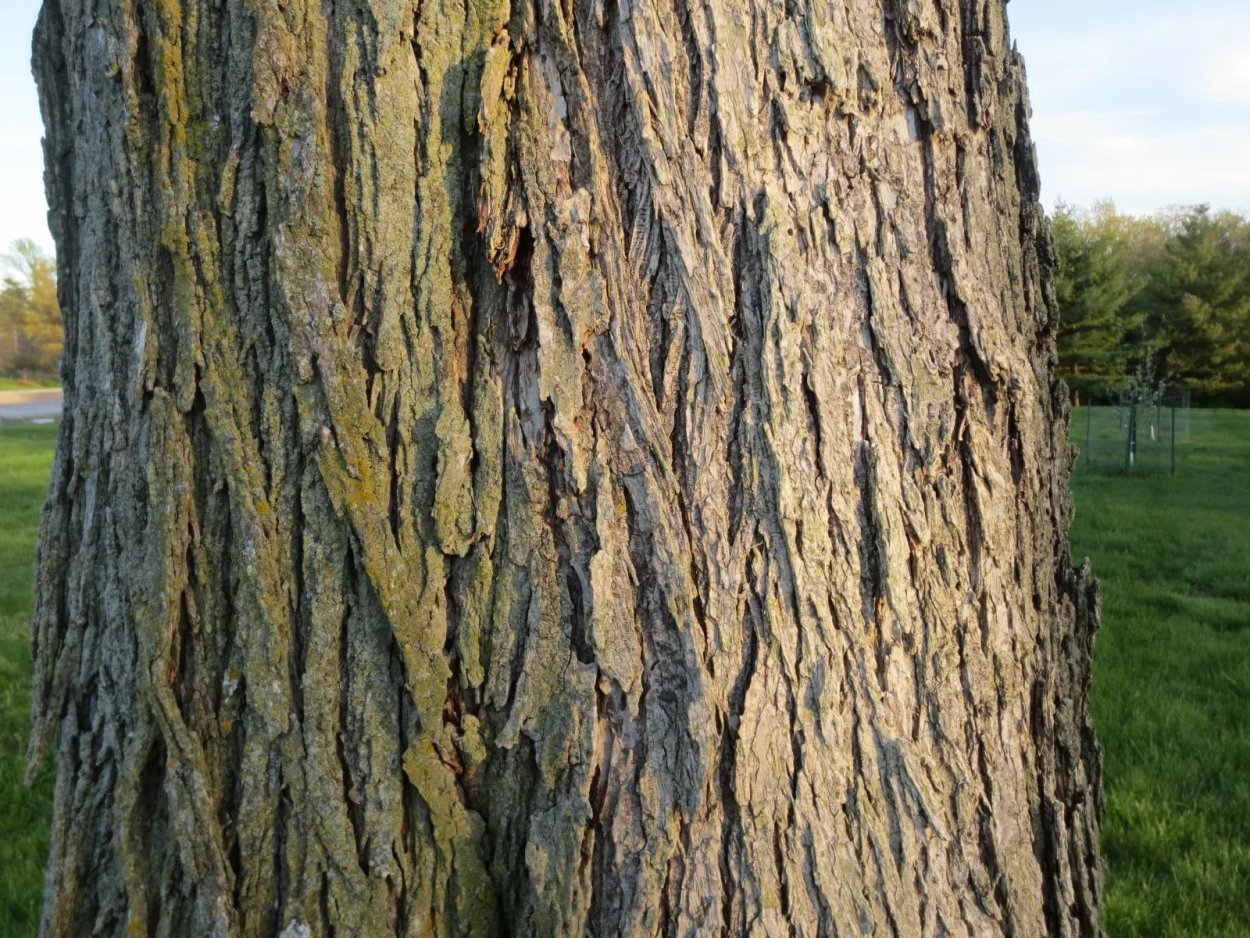 Вяз приземистый кора