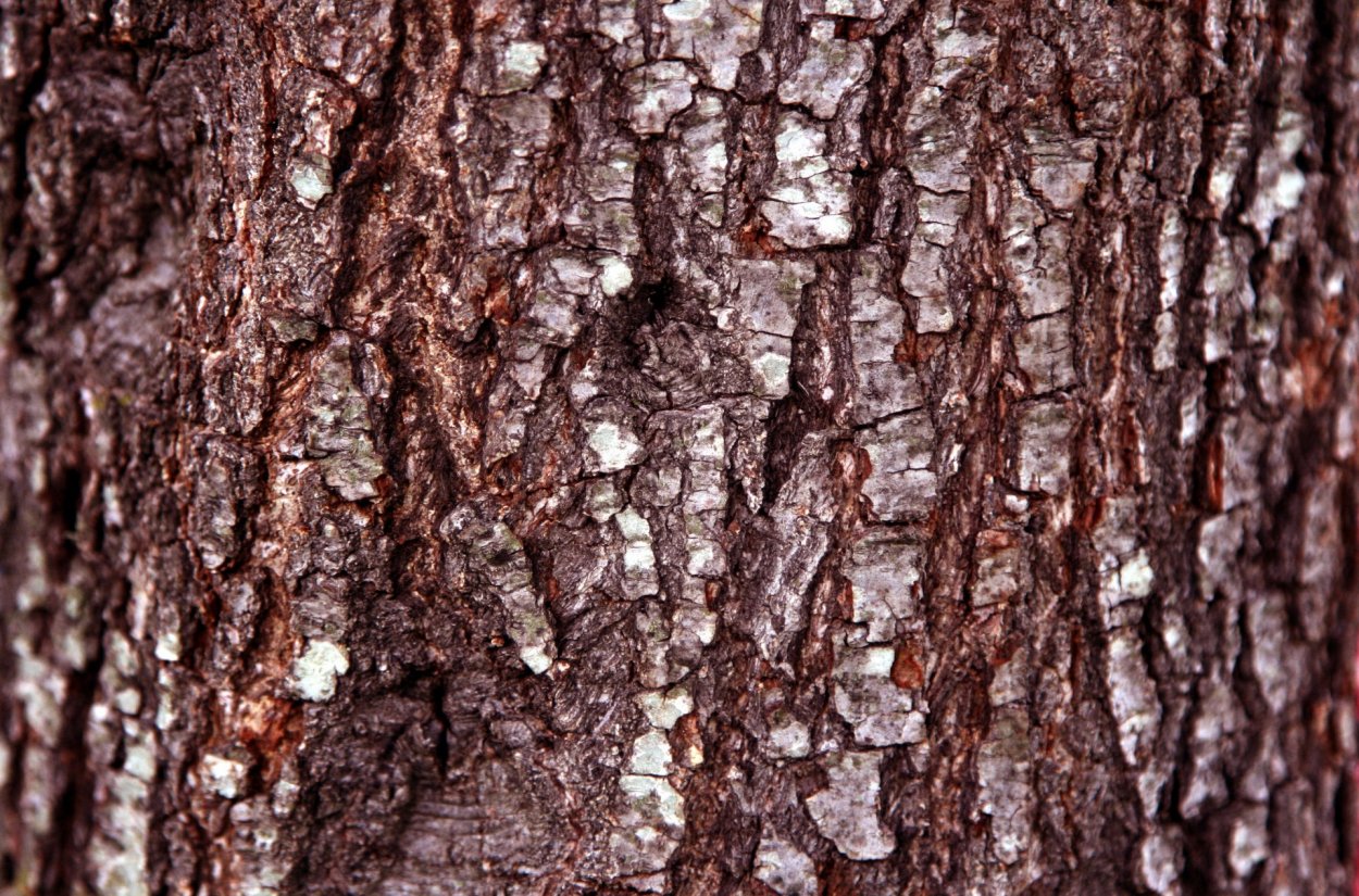 Кора тополя