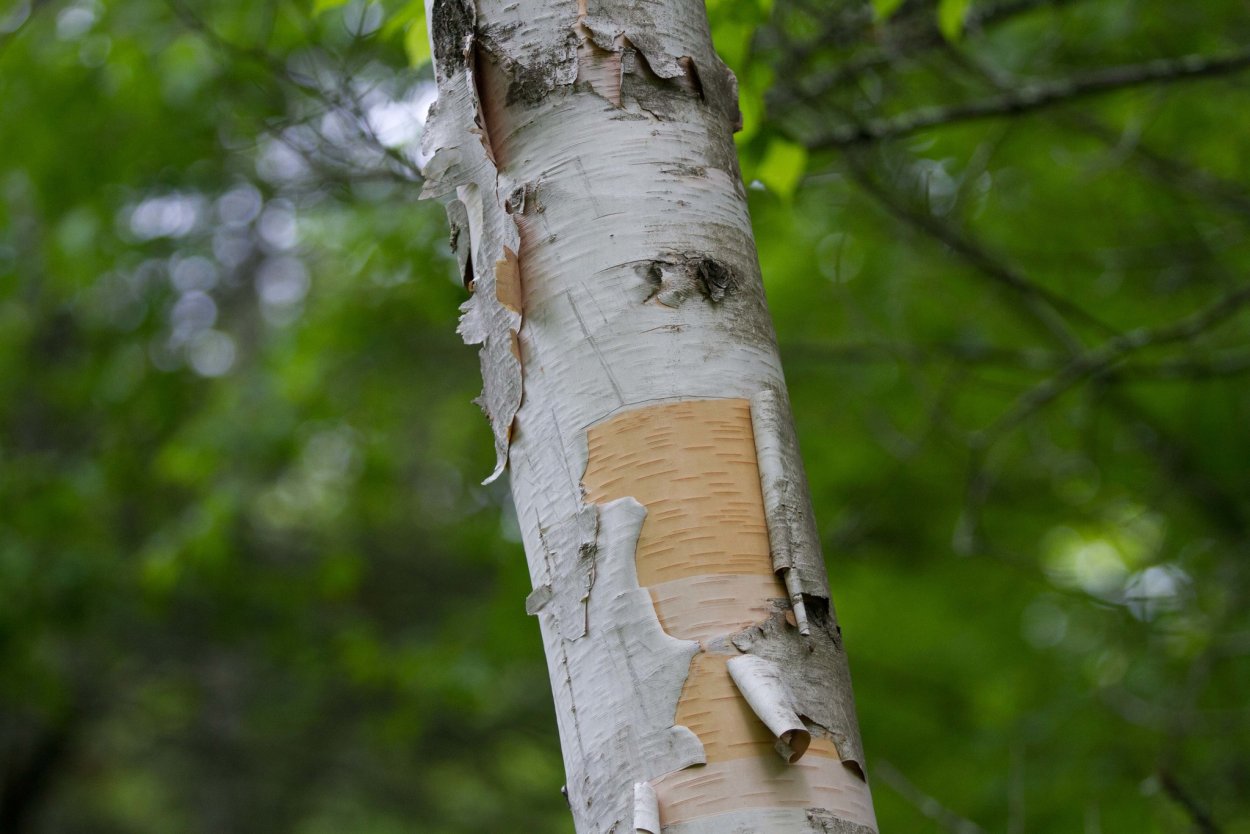 Betula papyrifera