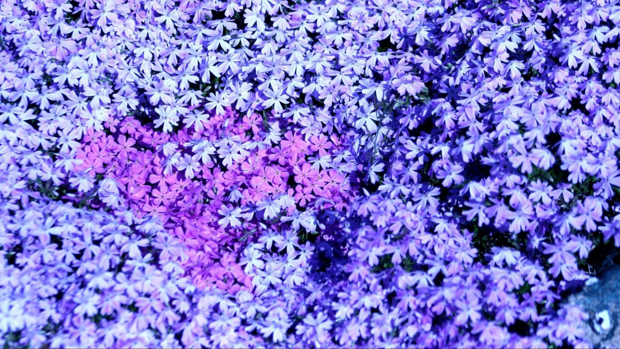 Флокс шиловидный fabulous Blue Dark Center (Фабулос Блю)