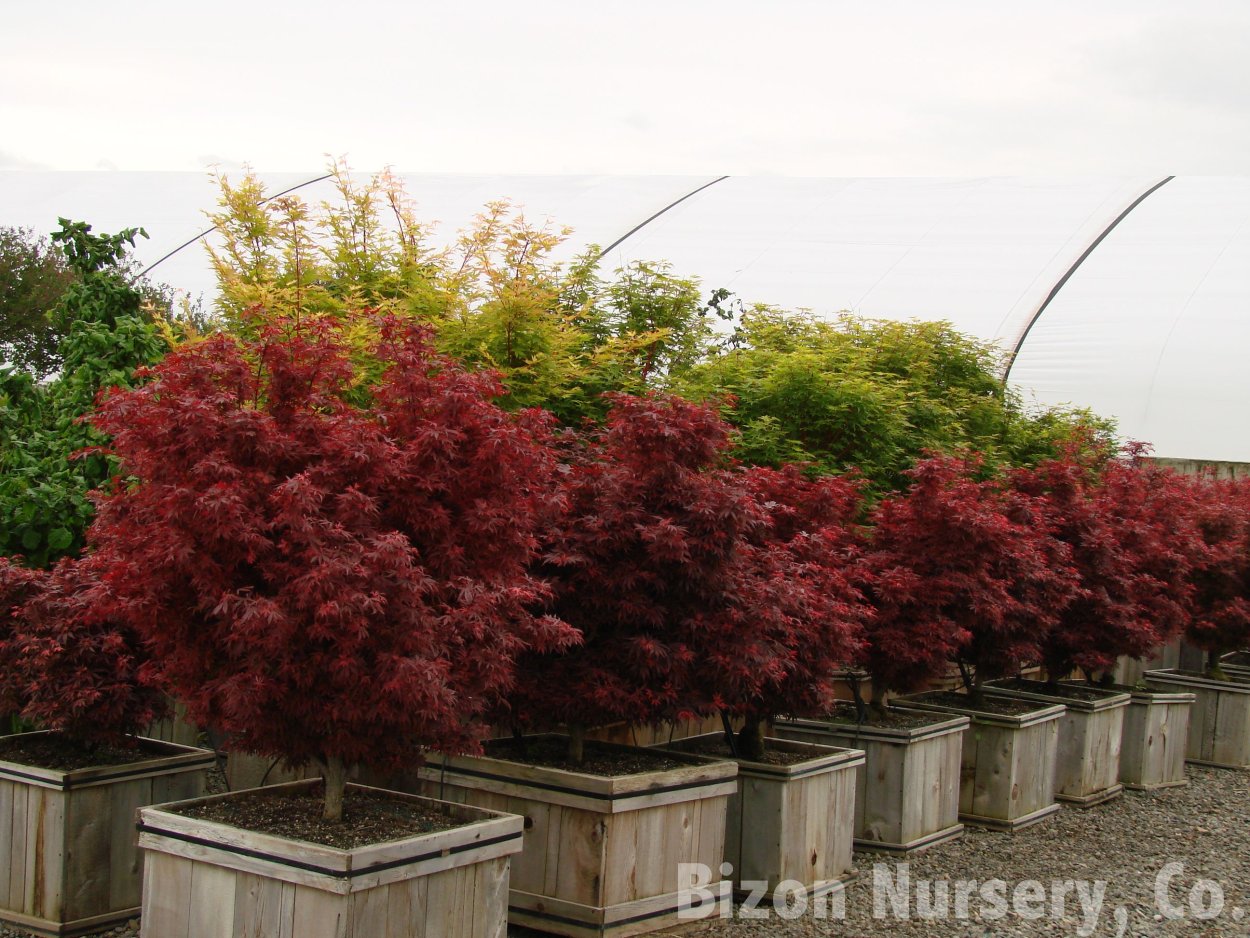 Клен дланевидный/веерный Atropurpureum