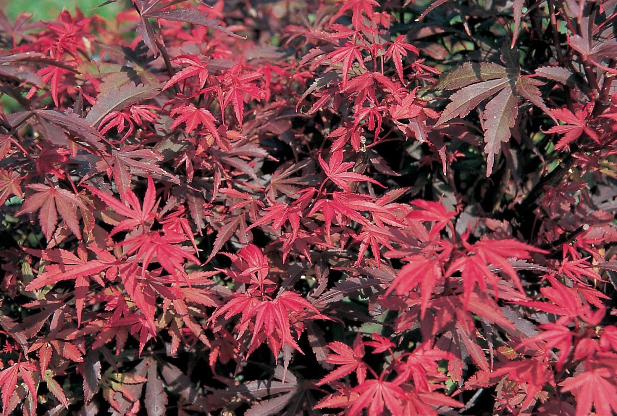 Acer palmatum Shaina
