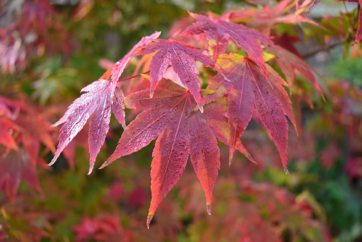 Клен дланевидный Acer palmatum
