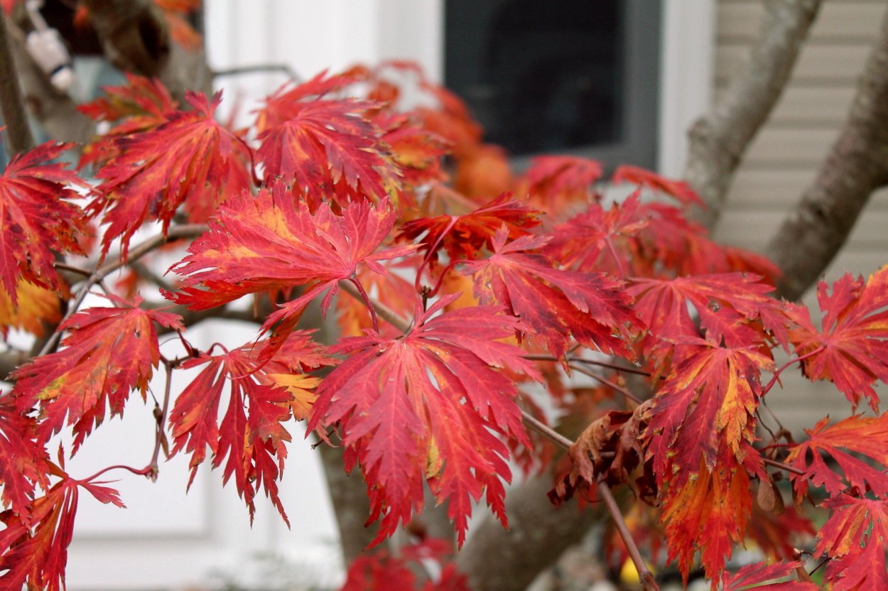 Последний лист