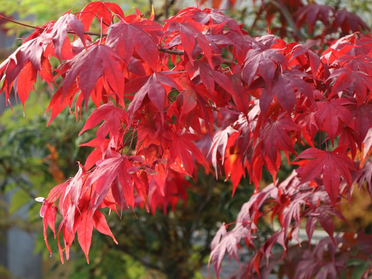 Клен японский Acer palmatum Pixie