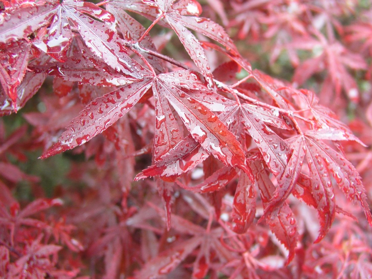 Acer palmatum Butterfly