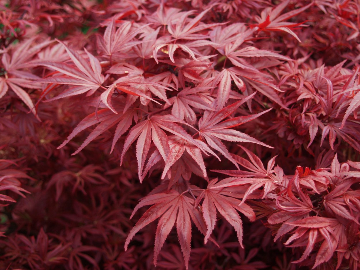 Клен дланевидный Acer palmatum