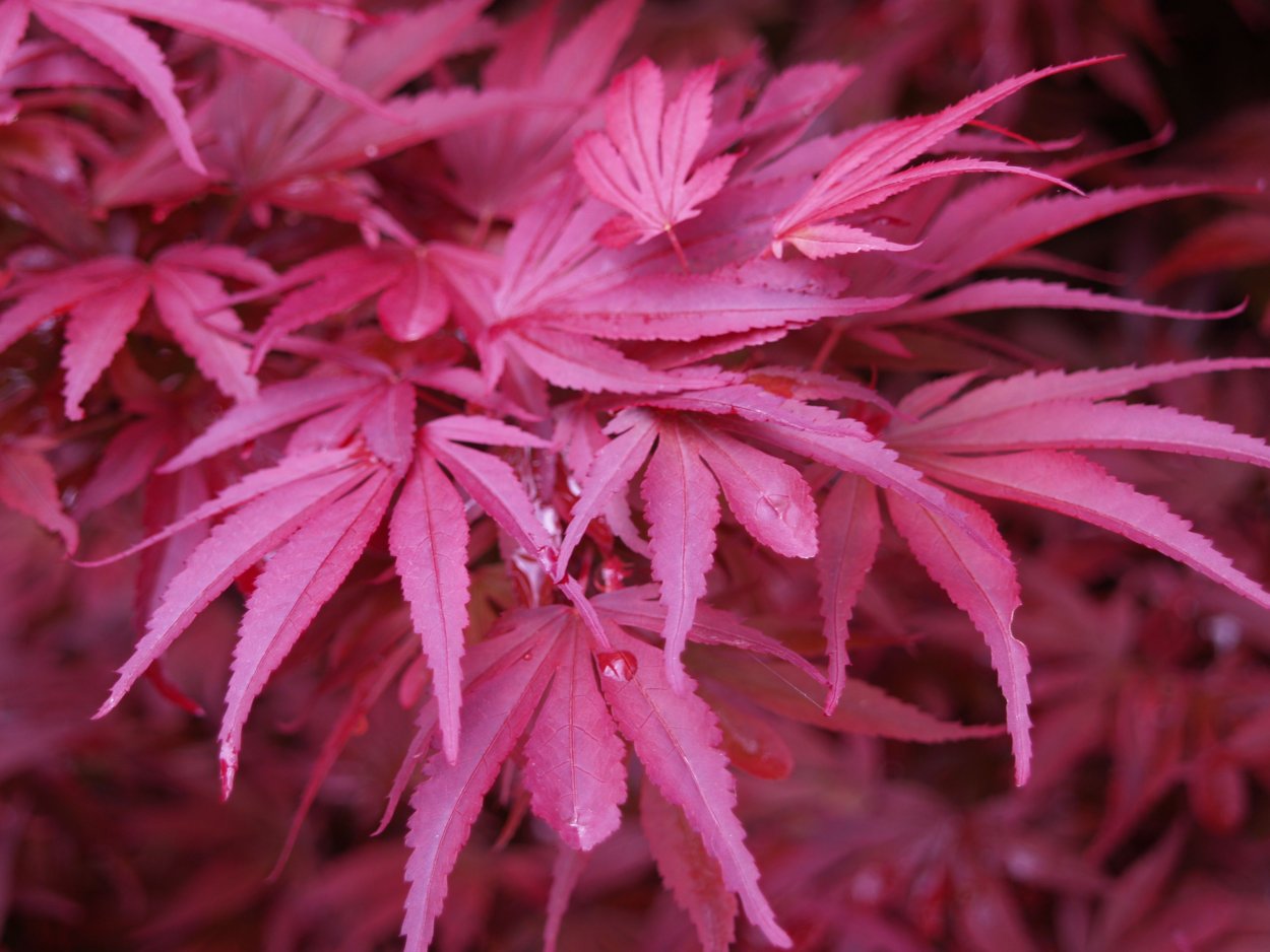 Клен веерный Osakazuki