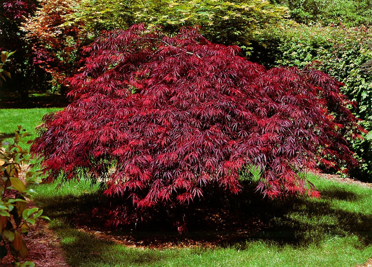 Acer palmatum Shaina