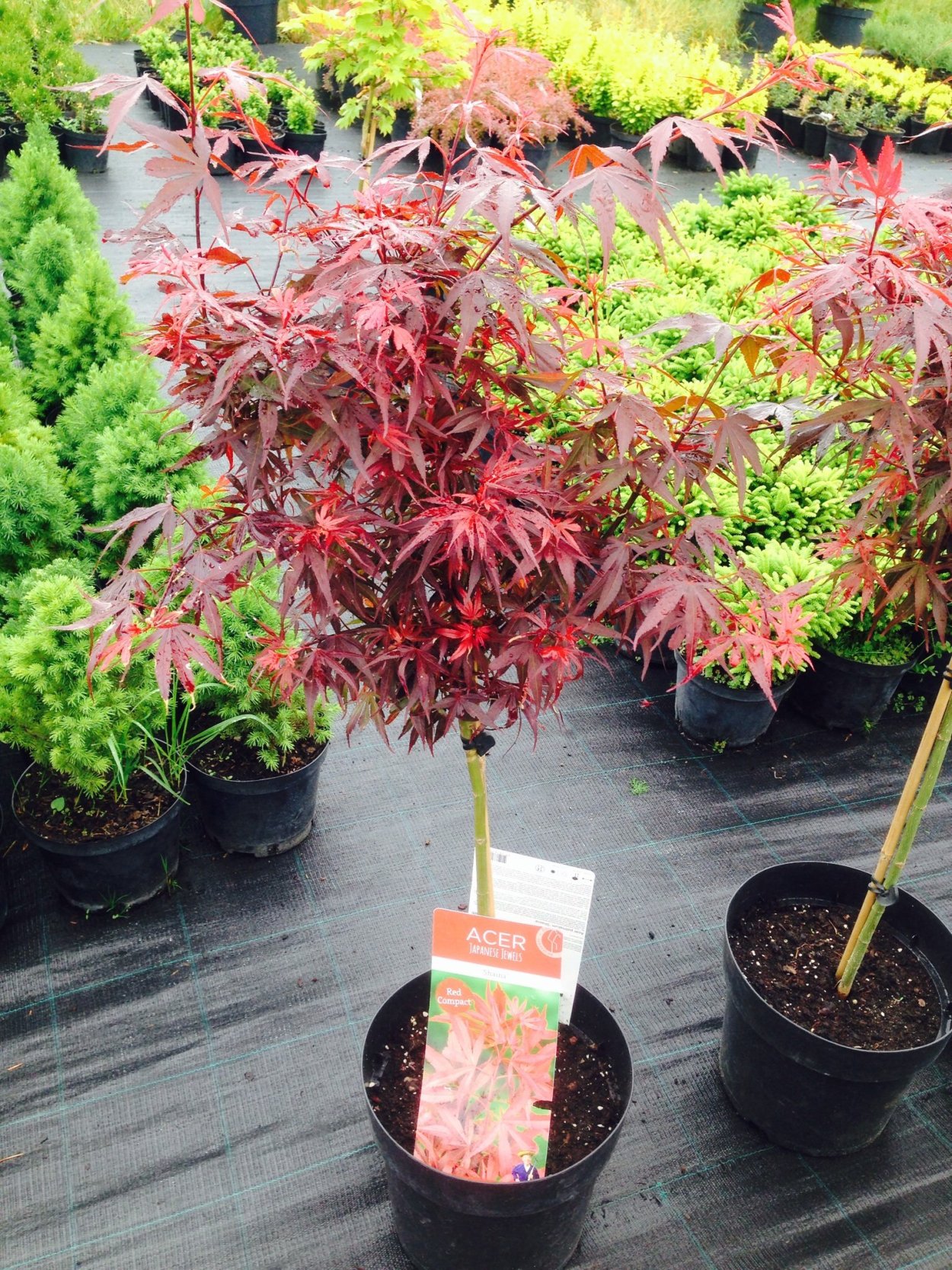 Клен Shaina описание