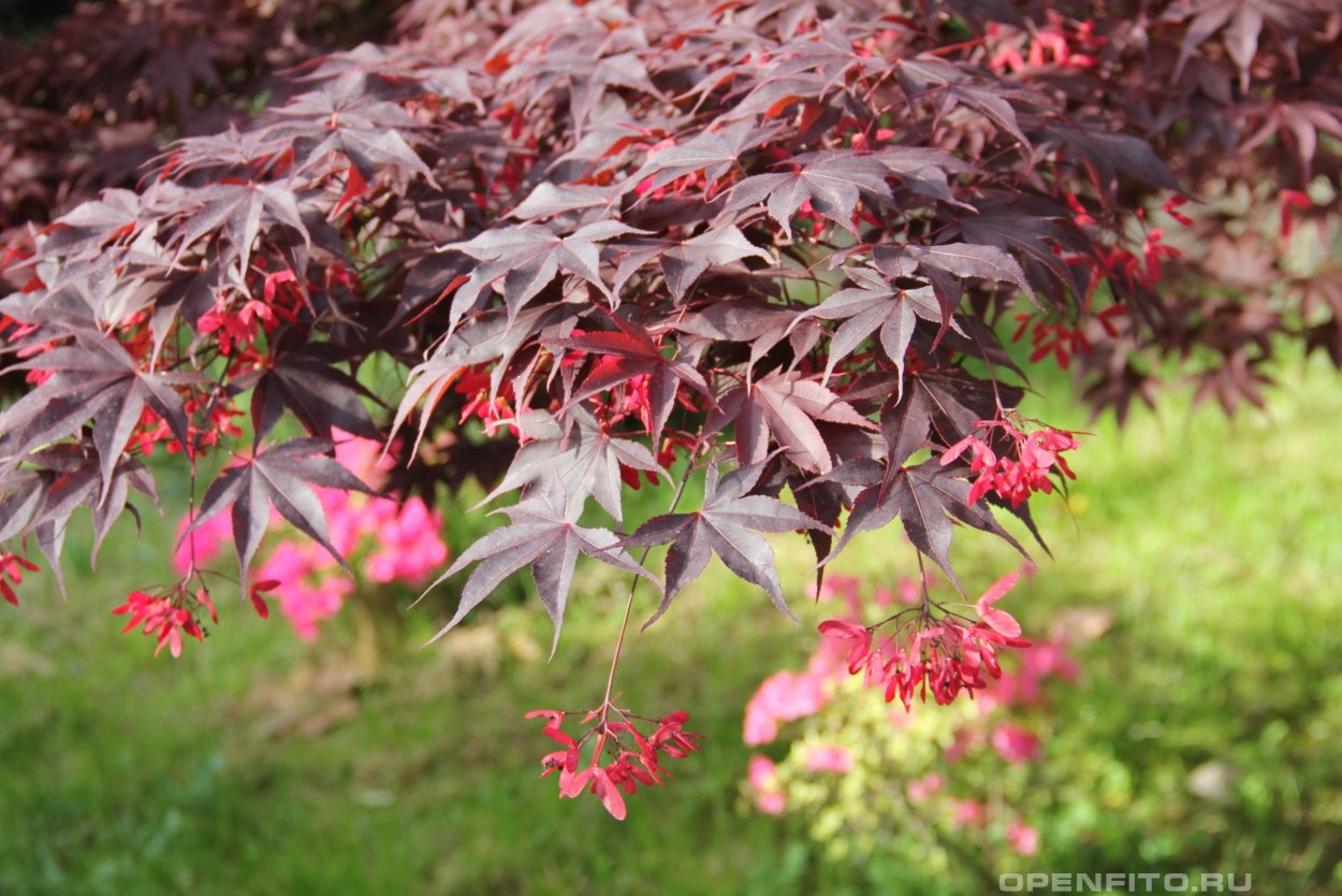 Acer palmatum Shaina