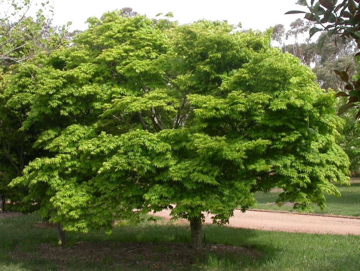 Acer palmatum Atropurpureum