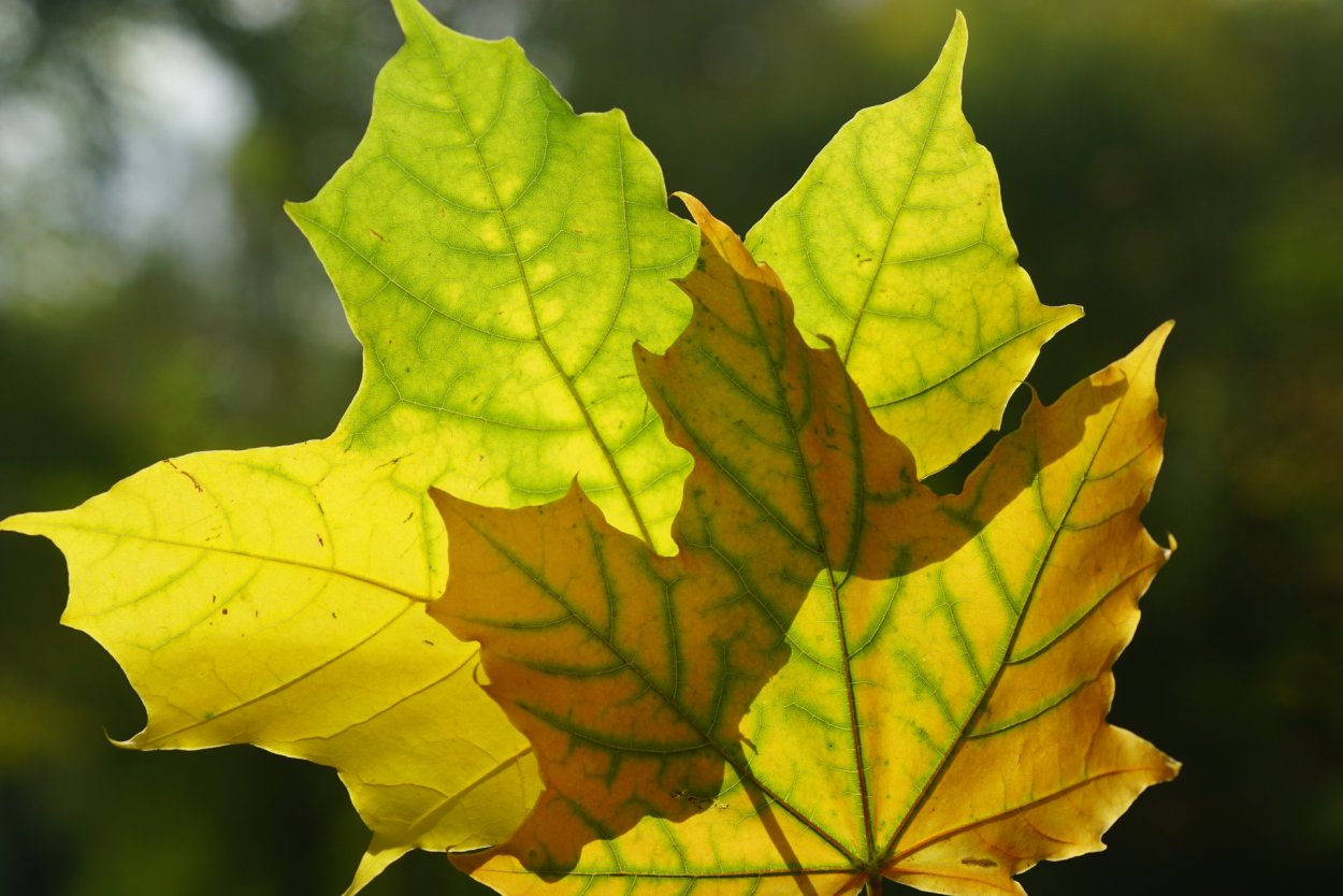 Букет из кленовых листьев