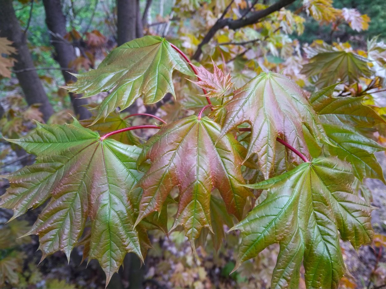Листья клена осенью