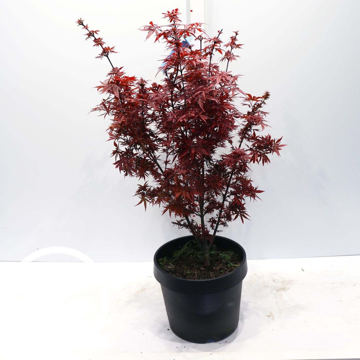 Клен японский краснолистный