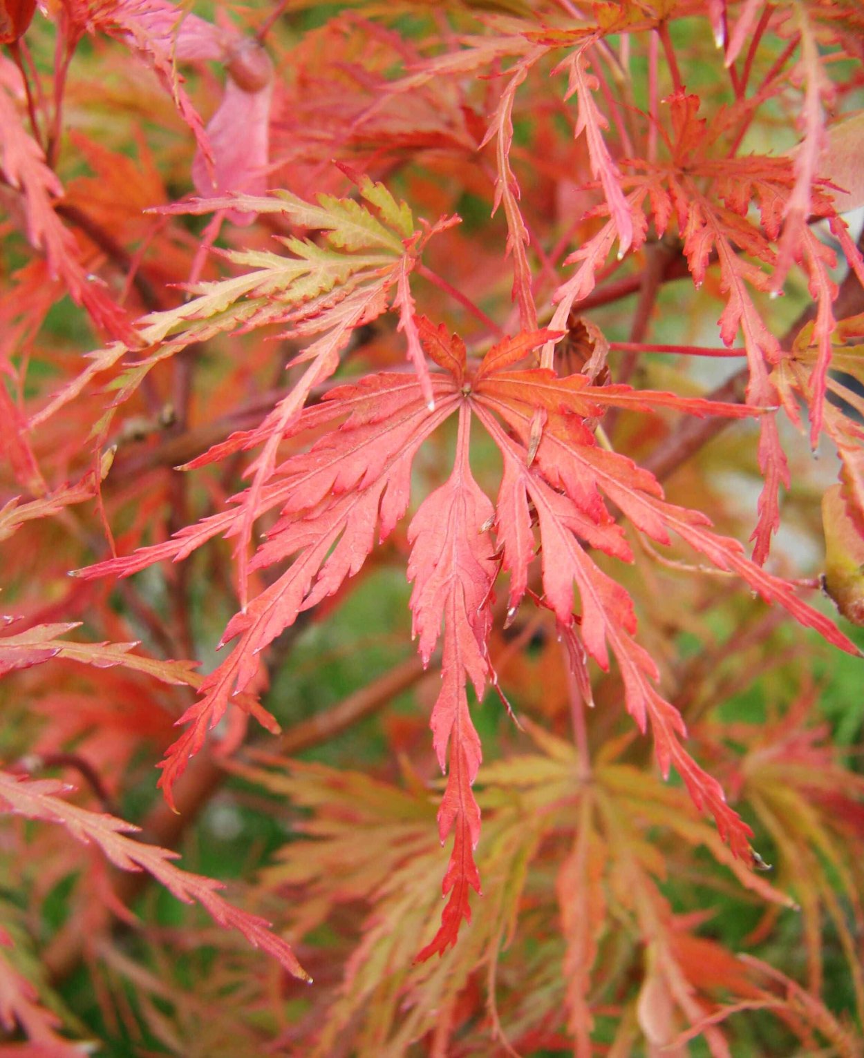 Клен Пальматум Шайна