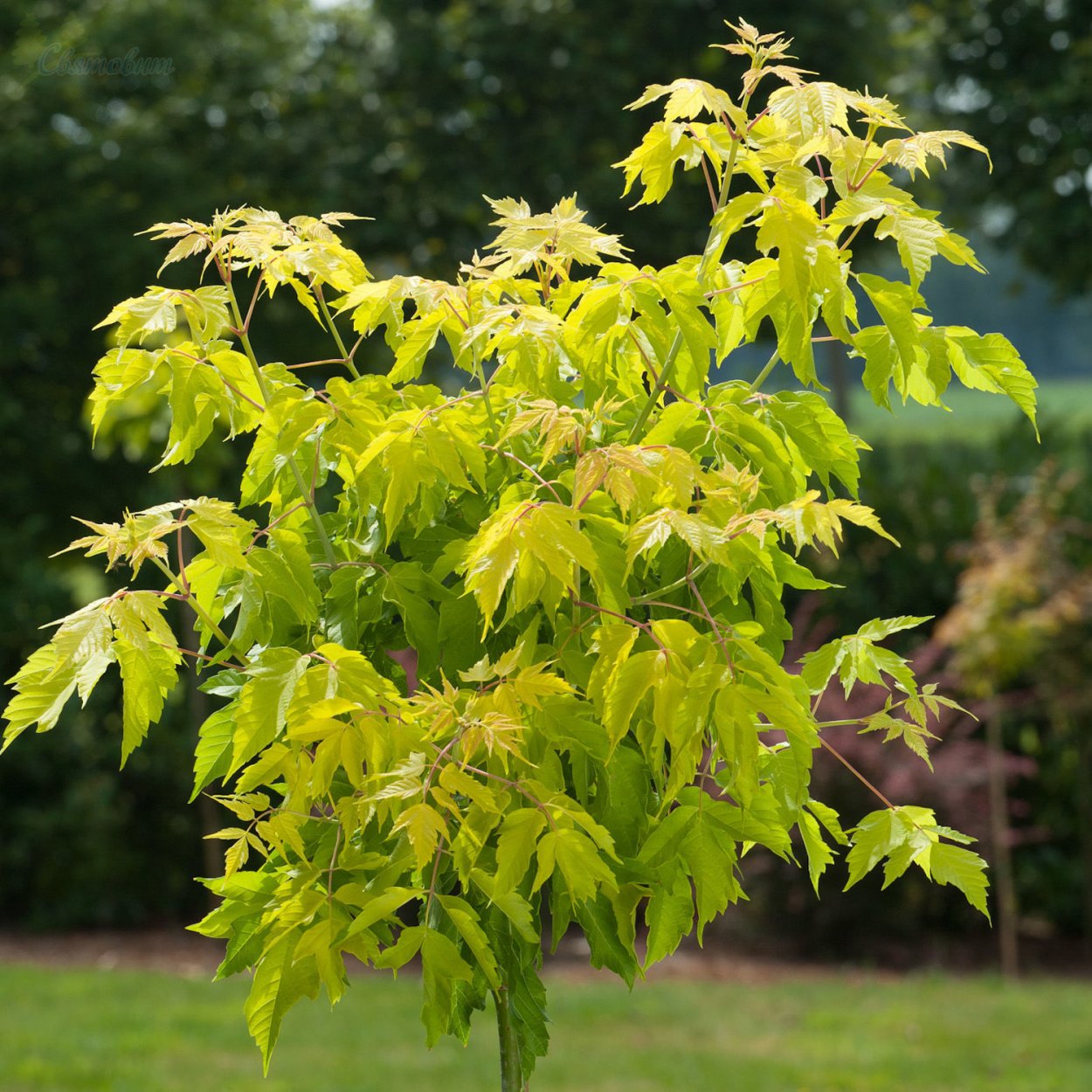 Дуб красный Quercus rubra