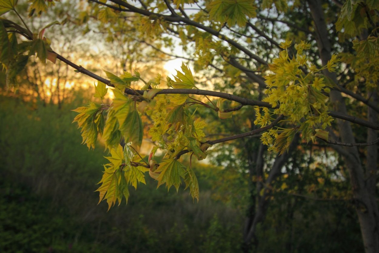 Падающие листья