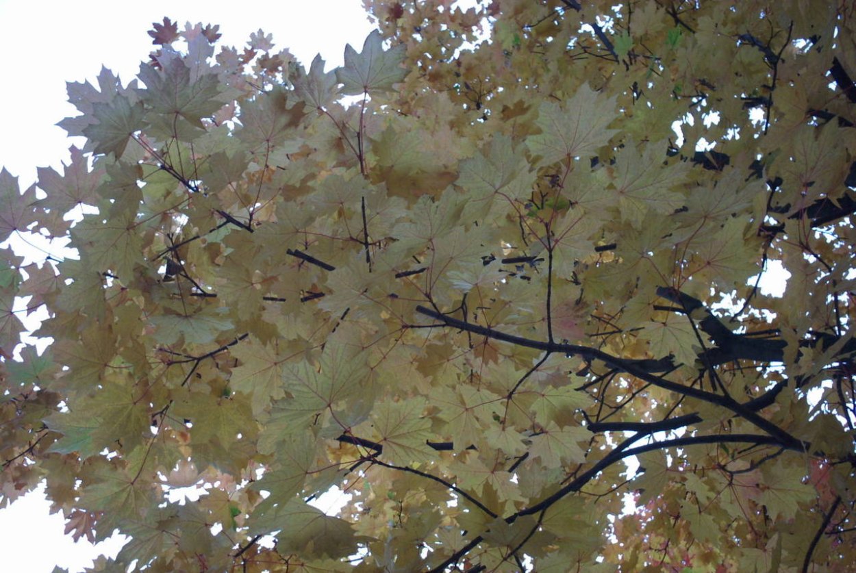 Клен кавказский