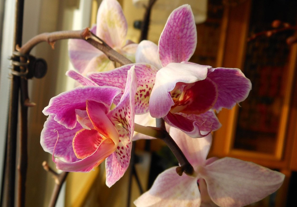 Орхидея Phal Pink