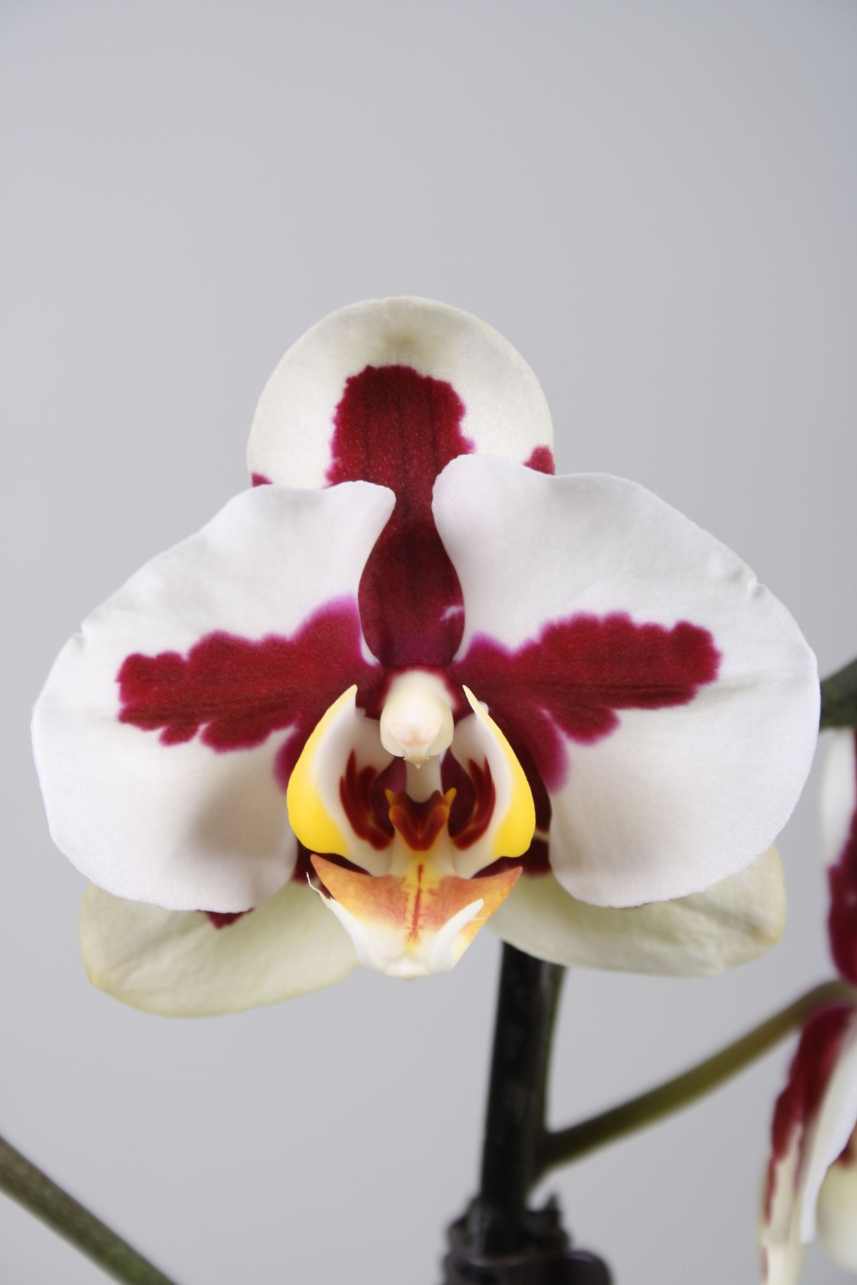 Фаленопсис Dubrovnik