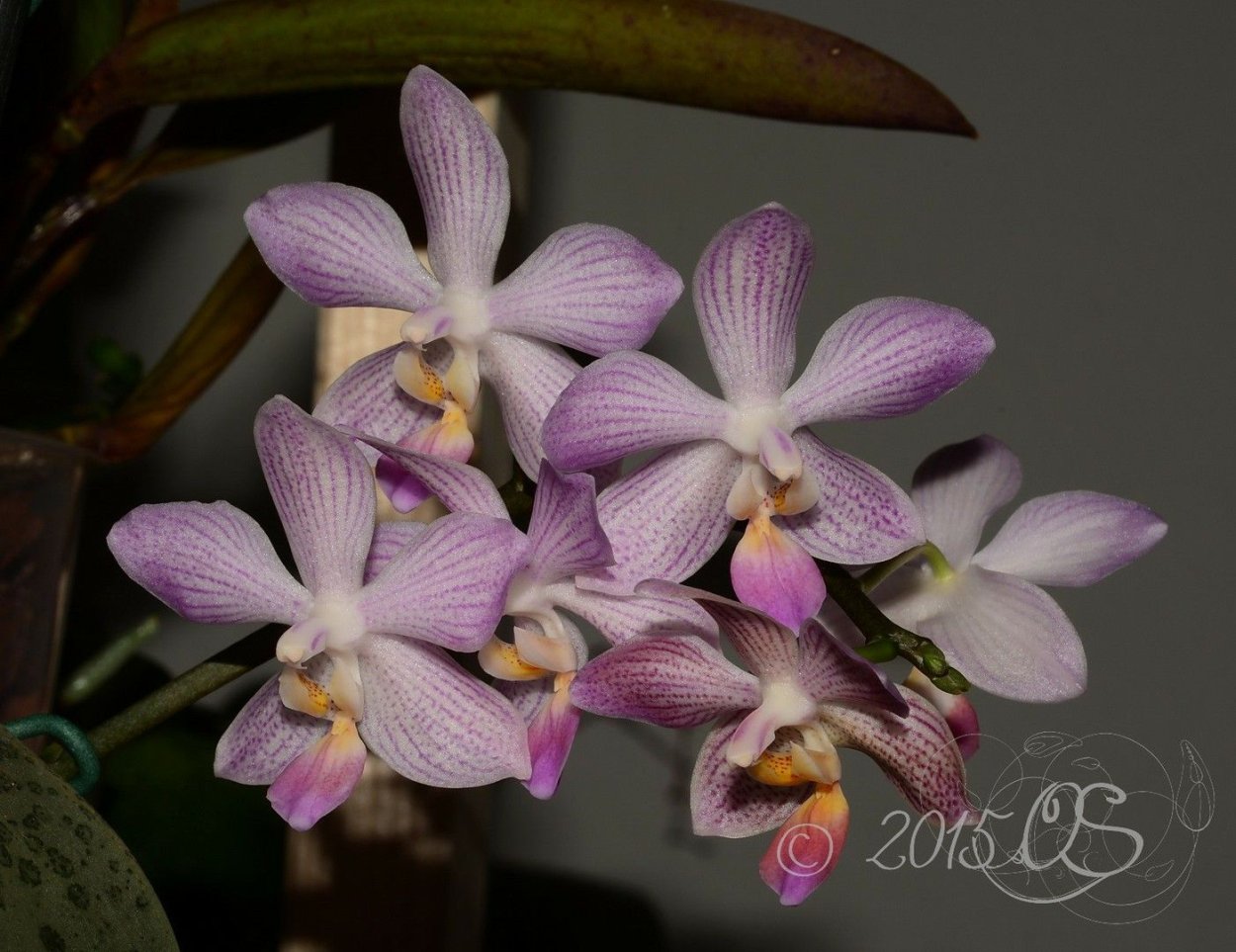 Фаленопсис Монтеррей