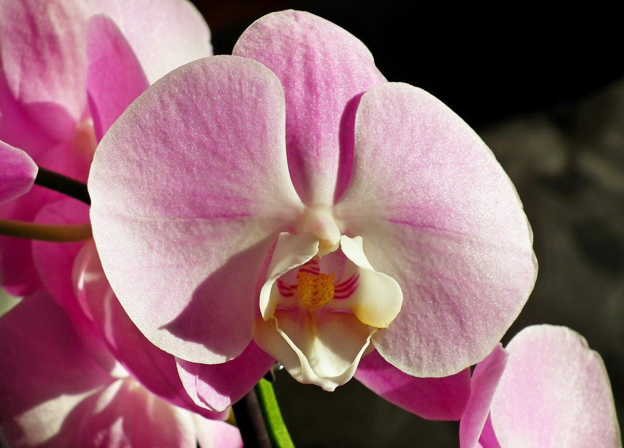 Орхидея фаленопсис Сильвия