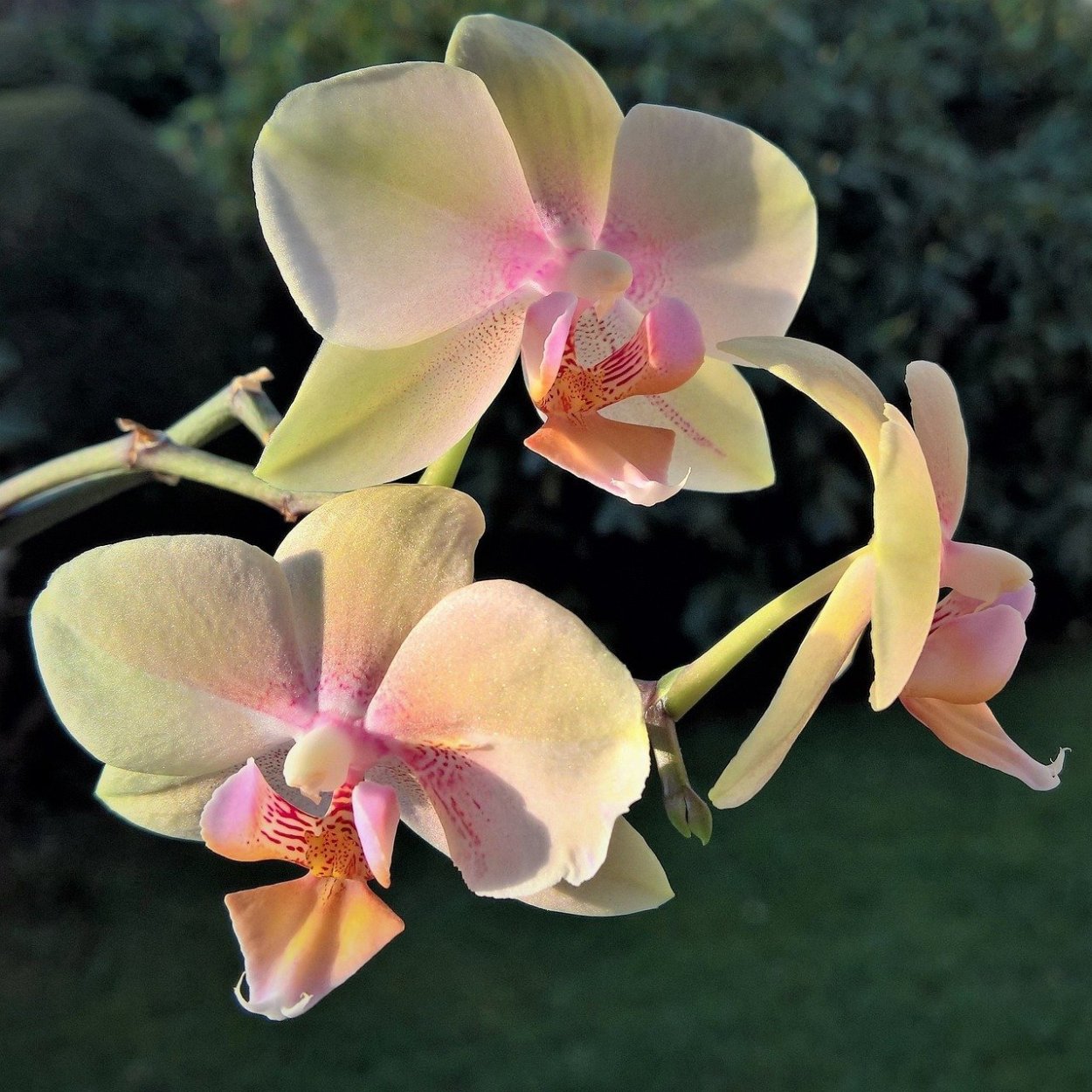 Орхидея Phalaenopsis Narbonne