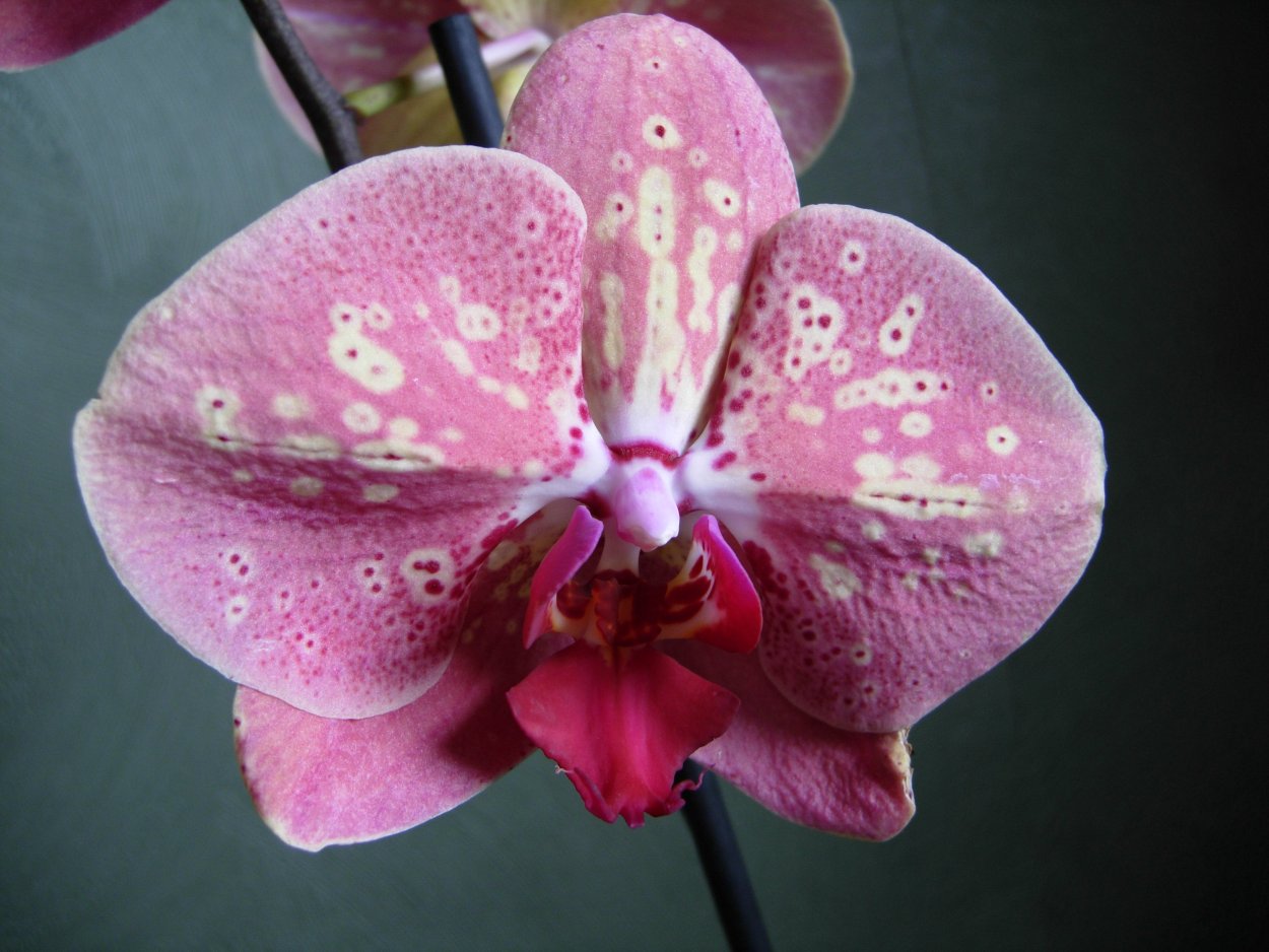 Фаленопсис Sizzini