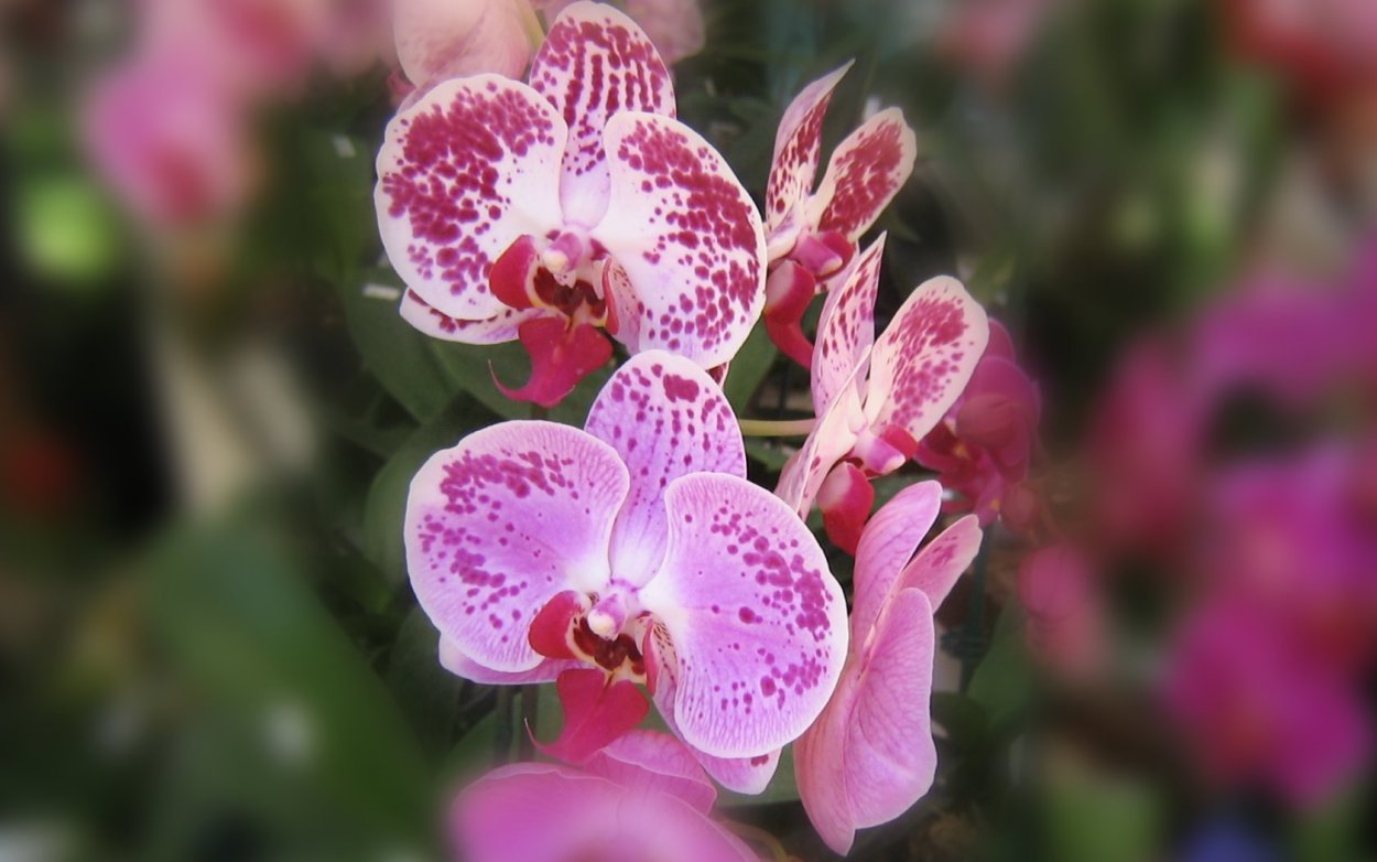 Орхидея Калипсо фаленопсис