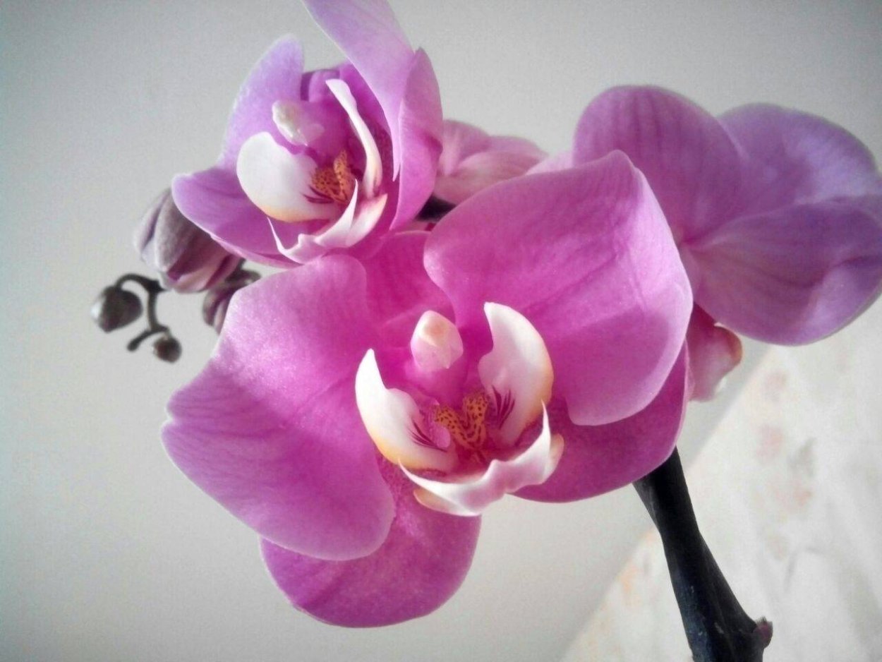 Фаленопсис Монте Карло