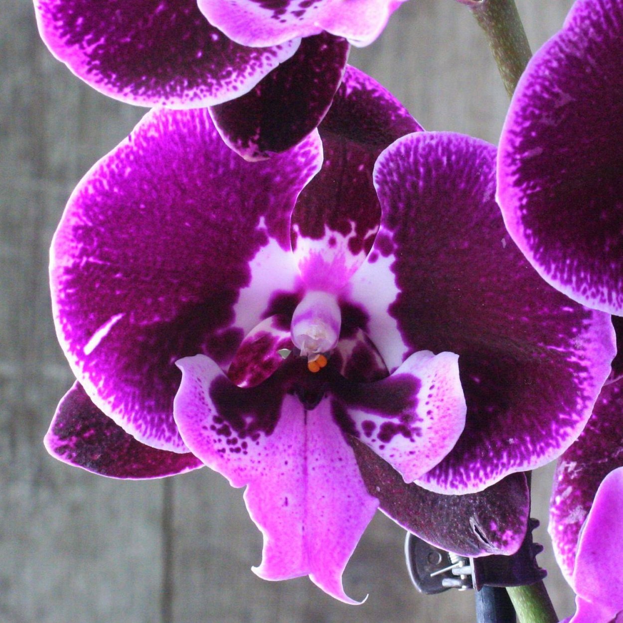 Фаленопсис (Phalaenopsis) – Орхидея