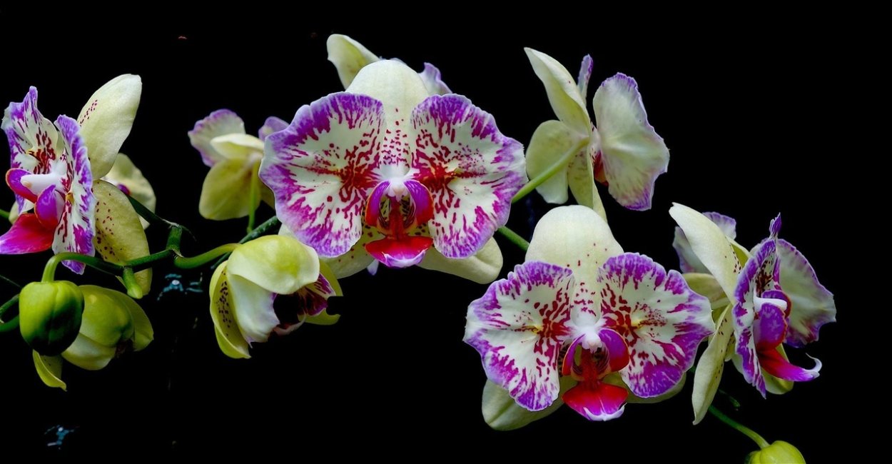 Орхидея фаленопсис белая с фиолетовой губой