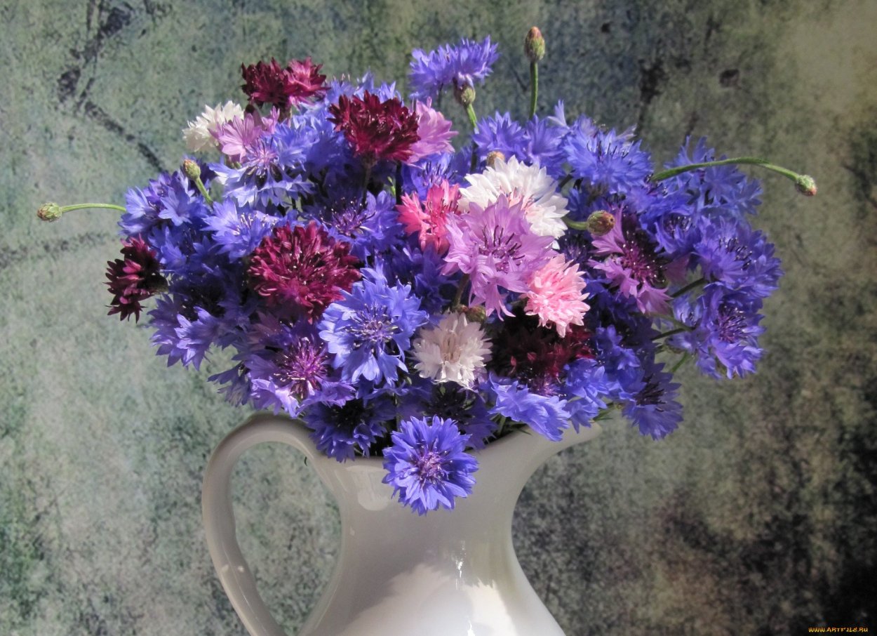 Василек букетный