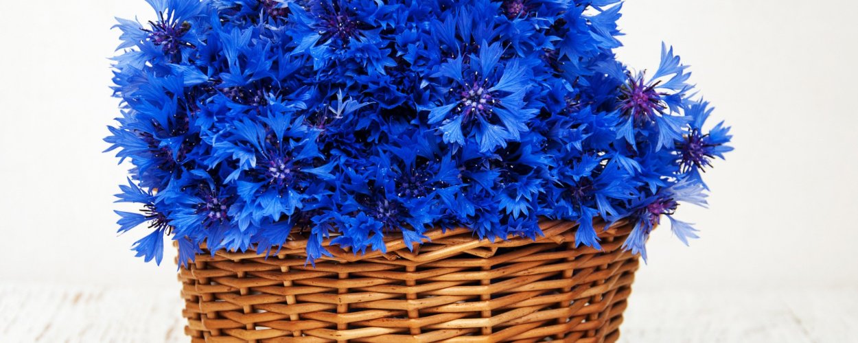 Букет из ромашек и Васильков