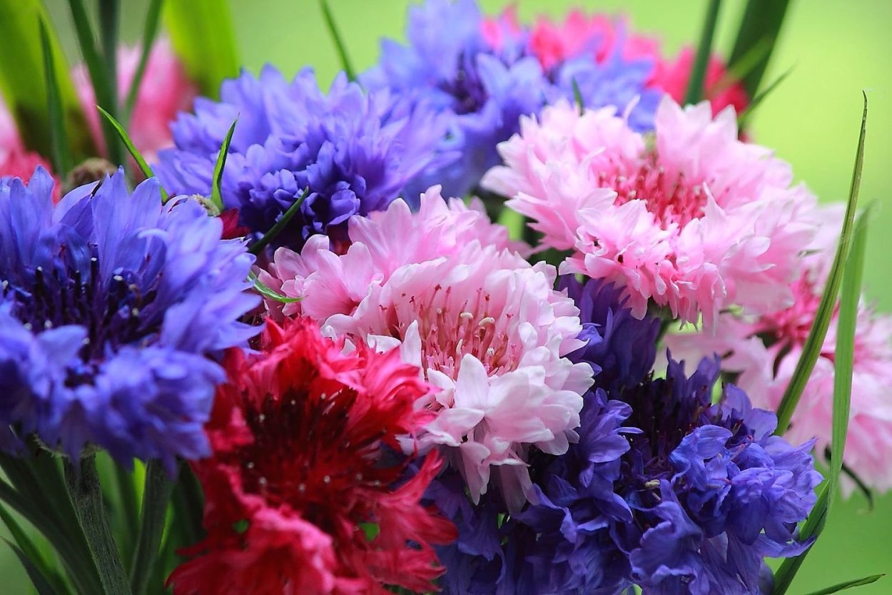 Васильки разноцветные