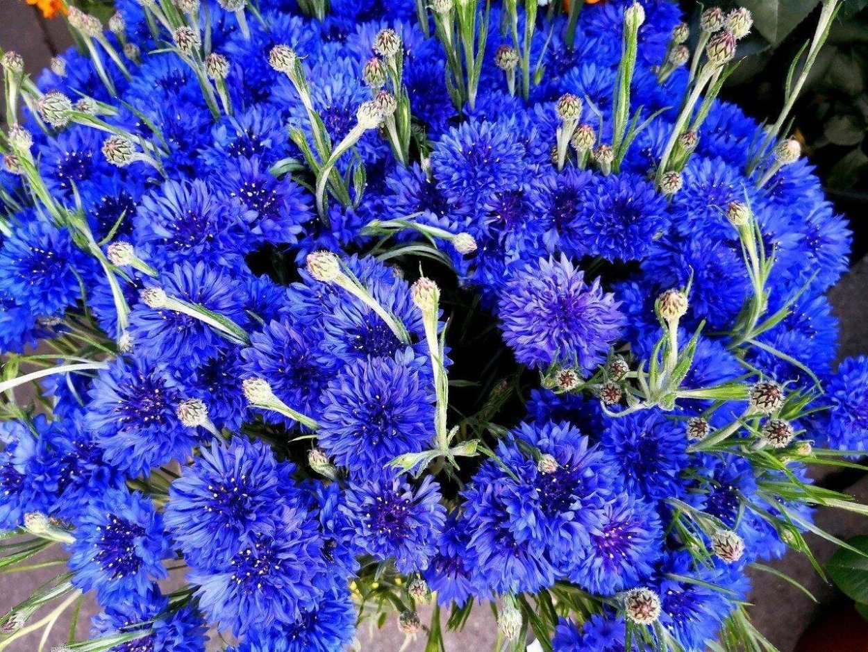 Василёк низкорослый Флоренция